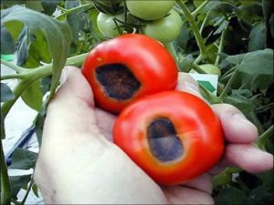 marciume del pomodoro