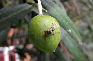 come eliminare la mosca dell'olivo