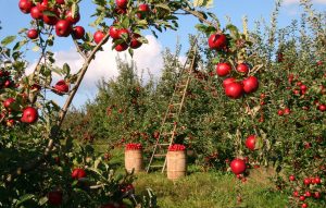 consulenza agricola