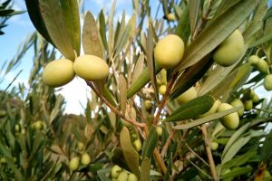 aumentare la produzione di olio d’oliva