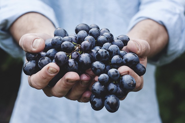 vendemmia 2018