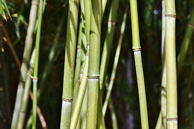 coltivare bambù