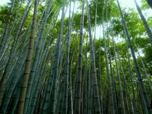 coltivare bambù