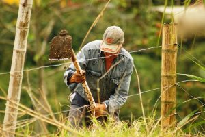 imprenditore agricolo professionale