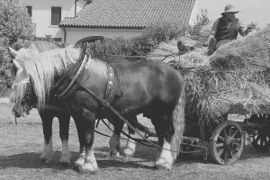 imprenditore agricolo professionale