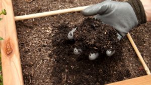 compost domestico
