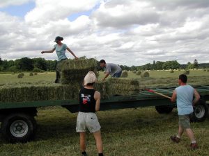 imprenditore agricolo professionale