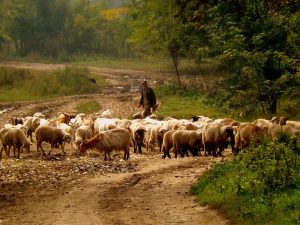 imprenditore agricolo professionale