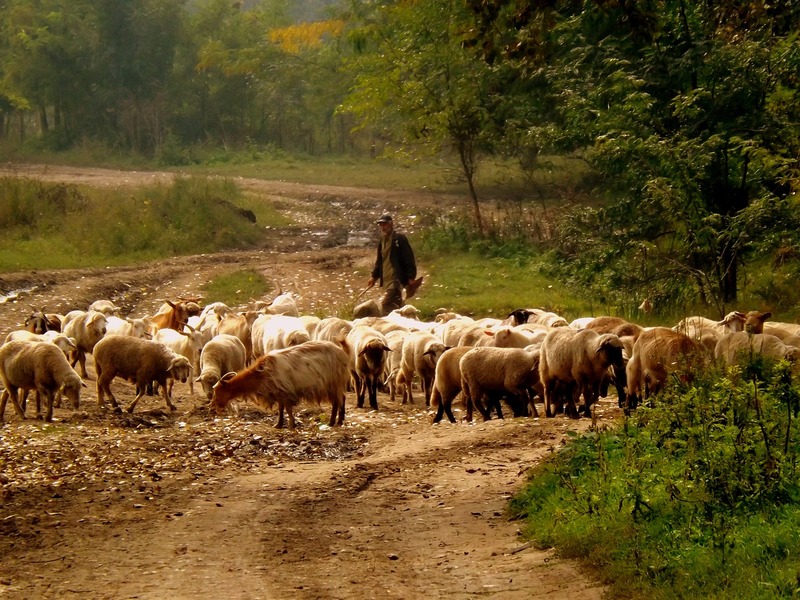 imprenditore agricolo professionale