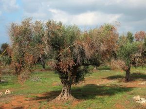 malattie dell'olivo