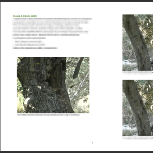 Guida alla cura della Rogna dell'Olivo
