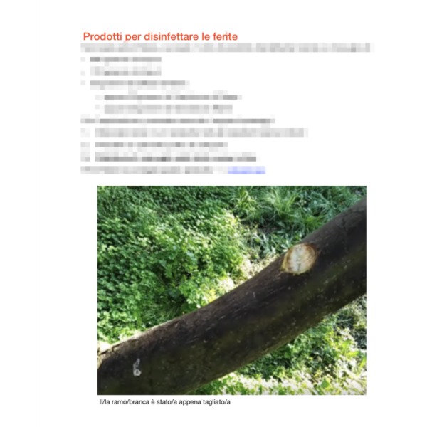 Guida alla cura della Rogna dell'Olivo - immagine 3