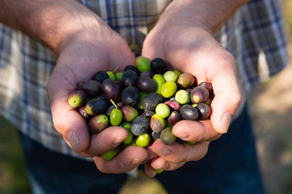 come diventare imprenditore agricolo partendo da zero