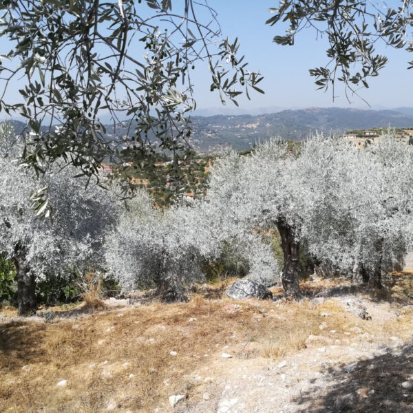 Zeolite micronizzata - immagine 4